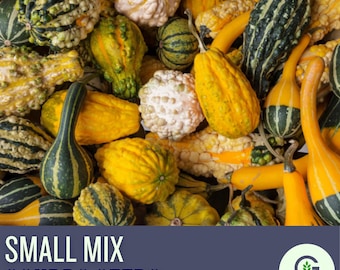 Small Mixed Gourd Seeds – Heirloom, Easy Grow Craft Gourds