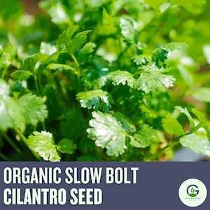Slow Bolt Cilantro Seeds | Heirloom, Non-GMO, Slow to Bolt, Aromatic Herb for Garden & Microgreens