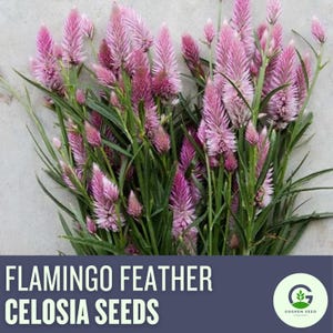 Flamingo Feather Celosia Seeds: Soft Pink Plumes