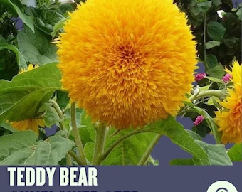 Teddy Bear Dwarf Sunflower Seeds - Heirloom Non-GMO, 25 Seeds