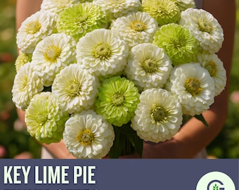 Key Lime Pie Zinnia Seeds Mix: Soft Green & Creamy White Blooms