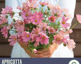 Apricotta Cosmos Seeds – Peach & Blush Cottage Garden Flowers