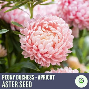 NEW!! Aster Seeds (Peony Duchess) - Apricot – Stunning Pastel Blooms for Gardens & Bouquets | Easy-to-Grow Perennial Flowers | non-GMO