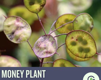 Money Plant Seeds: Lunaria Annua, Fragrant Purple Flowers