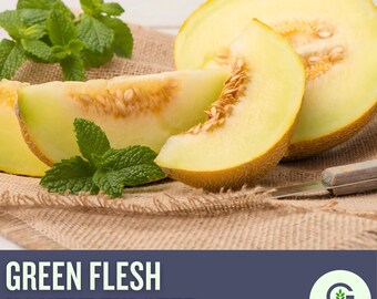 Honeydew Green Flesh Melon Heirloom Seeds - Fruit Seeds, Non GMO, Open Pollinated