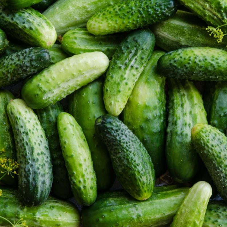 GoshenSeedCompany Boston Pickling Cucumber Seeds