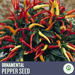 Ornamental Pepper Seeds | Colorful Decorative Peppers | Compact & Edible Variety