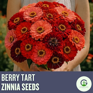 May include: A bouquet of Berry Tart Zinnia flowers in shades of red, pink, and orange, with yellow centers. The flowers are held by a person wearing a light-colored top. The text "BERRY TART ZINNIA SEEDS" is displayed at the bottom.