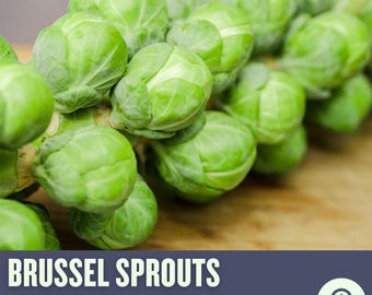 Brussels Sprouts Seeds - Heirloom, Open Pollinated, Non-GMO