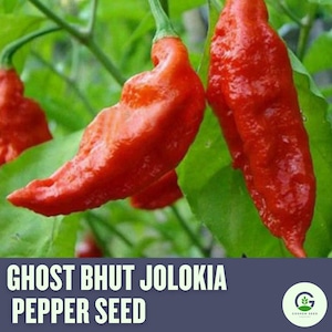 Ghost Pepper Bhut Jolokia Seeds - Heirloom Seeds, Extreme Heat, Fiery Spice Challenge, High Yield, Non-GMO