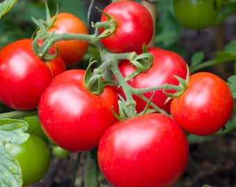 Money Maker Tomato Seeds - Classic, Non-GMO, High-Yield Tomatoes for Fresh & Sauces