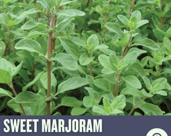 Sweet Marjoram Herb Seeds – Heirloom Culinary Garden