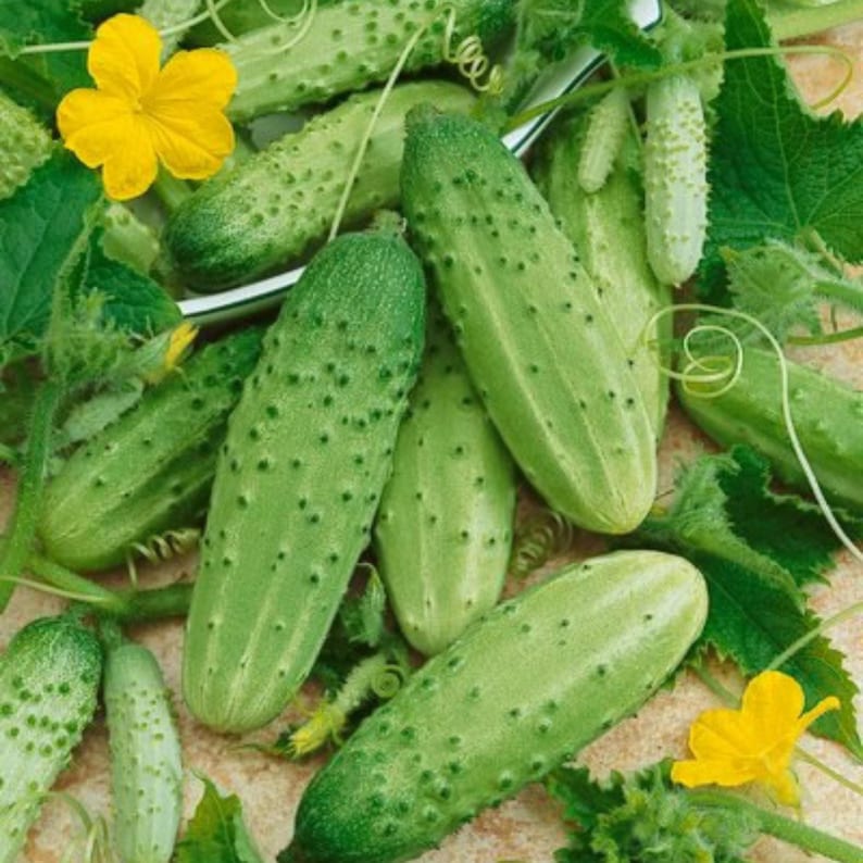 GoshenSeedCompany Boston Pickling Cucumber Seeds - Thumbnail 4