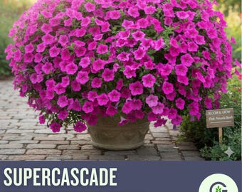 Petunia Seeds - Supercascade Series Pink (Pelleted) | Large Cascading Blooms & Fragrant Annuals