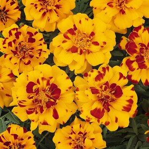 May include: Close-up of vibrant yellow marigold flowers with striking red spots. The petals are layered, creating a full, textured appearance. Green foliage provides a contrasting backdrop, highlighting the bright colors of the blooms.