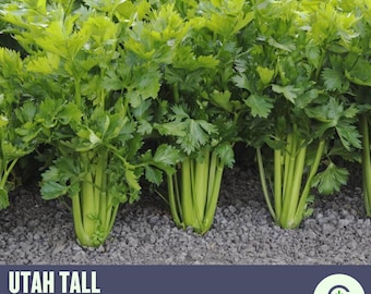 Tall Utah Celery Heirloom Seeds