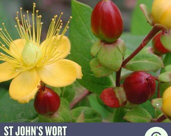 St. John’s Wort Seeds – Heirloom Medicinal Herb, Yellow Flowers, Herbal Remedy, Non-GMO, Garden Gift