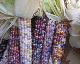 Glass Gem Corn Seeds Organic | Rainbow Popcorn Variety | Heirloom Colorful Corn for Garden & Craft