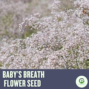 Baby's Breath, Annual Flower Seeds - Heirloom Seeds, Wedding Bouquets, Covent Garden, Floral Arrangements, Gypsophila Elegans, Non-GMO