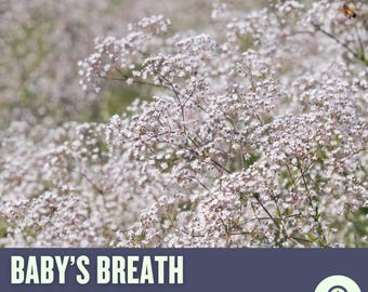 Pode incluir: Close-up de um campo de flores de gipsofila brancas. As flores são pequenas e delicadas, com uma aparência leve e arejada. O texto "BABY'S BREATH FLOWER SEED" é exibido na parte inferior da imagem.