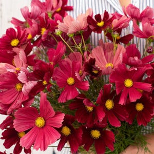 May include: A vibrant bouquet of cosmos flowers in shades of red, pink, and burgundy. The flowers have delicate petals and bright yellow centers. The arrangement is held against a striped background.