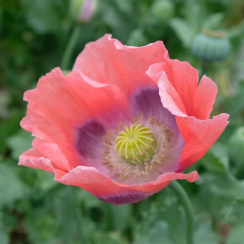 Small Ruffled Poppy Poppy