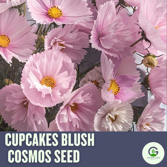 Cupcakes Blush Cosmos Seeds – Soft Pink Blooms for Gardens & Bouquets
