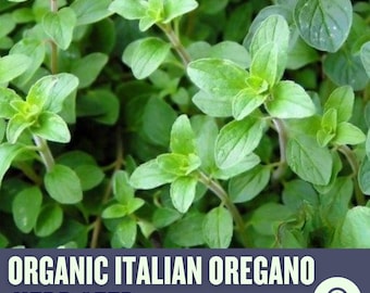 Oregano, Common (Vulgare) Herb Heirloom Seeds - Open Pollinated, Non-GMO