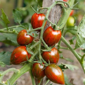 May include: A cluster of ripe, oblong tomatoes with a deep red and green striped pattern, growing on a vine. The tomatoes are attached to green stems with small leaves, set against a blurred background of foliage and a wooden stake.