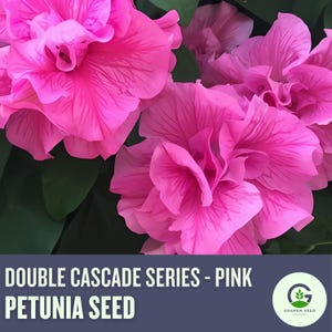 Petunia Double Cascade Pink Seeds - Pelleted, Ruffled Blooms, Heat-Tolerant, Easy to Grow