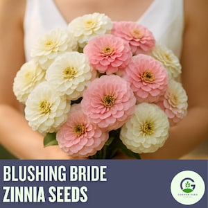 Blushing Bride Zinnia Seeds – Soft Pink and Cream Blooms for Elegant Cut Flower Garden