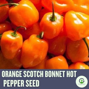 Orange Scotch Bonnet Chili Seeds - Fiery, Non-GMO & Essential for Spicy Caribbean Cuisine