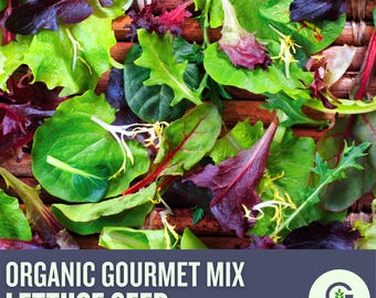Organic Gourmet Lettuce Mix Seeds – Heirloom Blend, Cut and Come Again, Non-GMO Leafy Greens