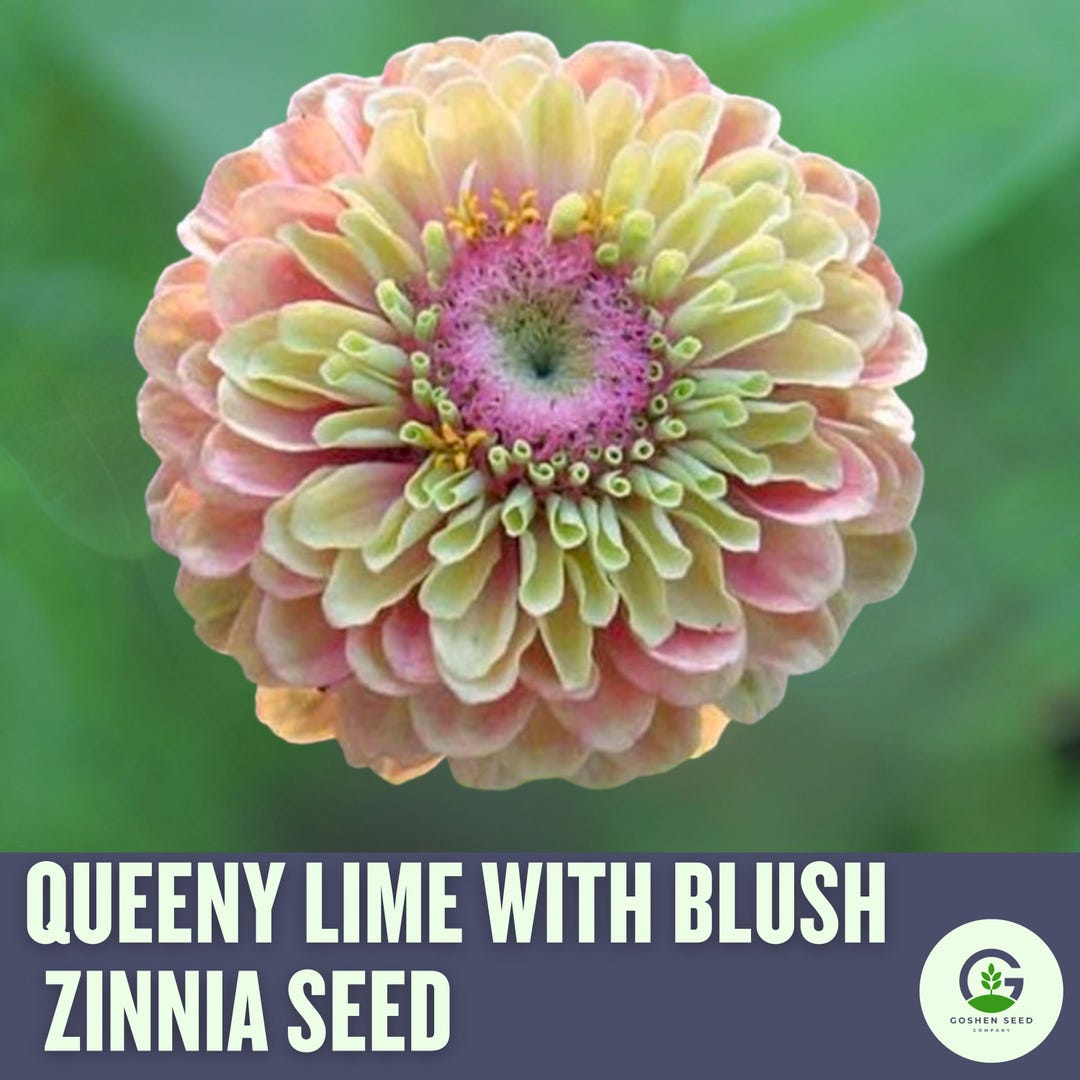 Queeny Lime Blush Zinnia Seeds, Zinnia Elegans, Queeny Series - Etsy