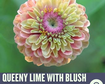 Queeny Lime Blush Zinnia Seeds, Zinnia Elegans, Queeny Series