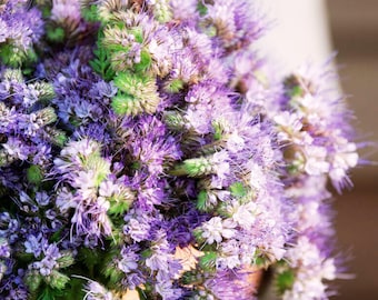 Lacy Phacelia Flower Seeds – Blue Tansy, Pollinator Garden (100 Seeds)