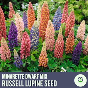 NEW!!! Russell Lupine Seeds - Minarette Dwarf Mix | Vibrant Perennial Wildflowers | Easy to Grow | Pollinator Friendly Garden
