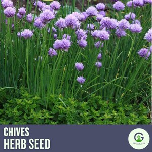 Chive Seeds | Perennial Herb | Culinary Garden Favorite