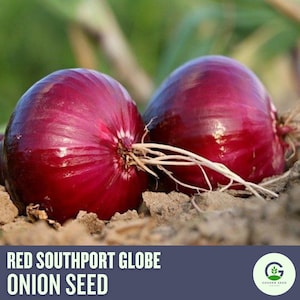 Red Southport Globe Onion Seeds | Heirloom Bulb | Sweet Storage Variety
