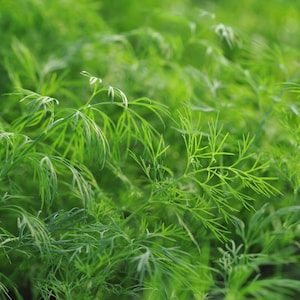 Organic Dill Bouquet Seeds - USDA Certified Organic, Heirloom Herb, Fragrant & Flavorful, Non-GMO