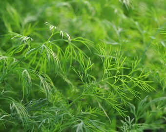 Bouquet Dill Seeds – Heirloom Herb, Culinary & Medicinal, Non-GMO