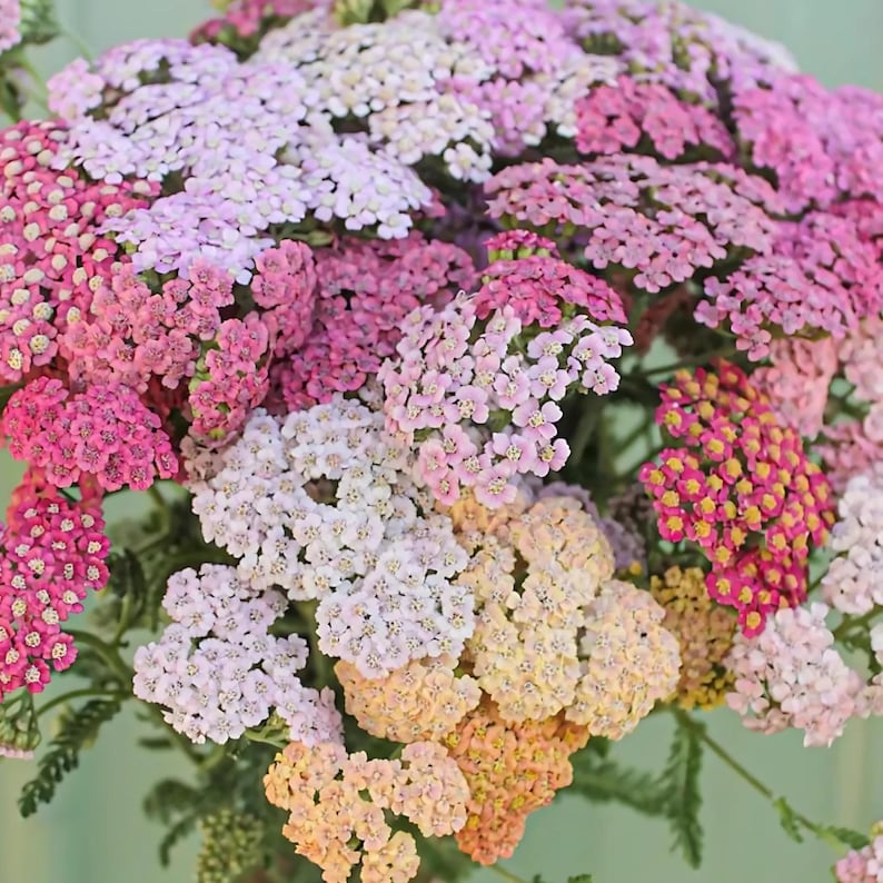 GoshenSeedCompany Yarrow Seeds - Thumbnail 3
