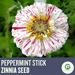May include: A close-up of a Peppermint Stick Zinnia flower with white petals and red streaks. The center has yellow and brown details. The text "Peppermint Stick Zinnia Seed" is at the bottom.