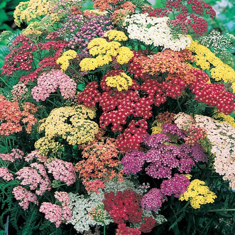 GoshenSeedCompany Yarrow Seeds - Thumbnail 5