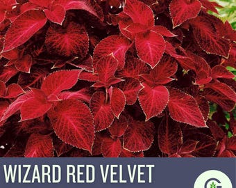 Coleus Wizard Red Velvet Seeds – Vibrant Shade-Loving Foliage with Deep Burgundy Leaves