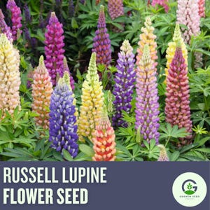 NEW!! Russell Lupine Seeds | Vibrant Perennial Wildflowers | Easy to Grow | Pollinator Friendly Garden