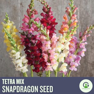 May include: A vibrant display of snapdragon flowers in a variety of colors, including yellow, white, pink, red, and orange. The image features the text "TETRA MIX SNAPDRAGON SEED" and a logo. The flowers are arranged in a bouquet.