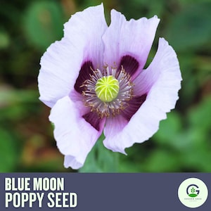 NEW!!! Blue Moon Poppy Seeds – Vibrant Perennial Wildflowers for Garden & Bouquets