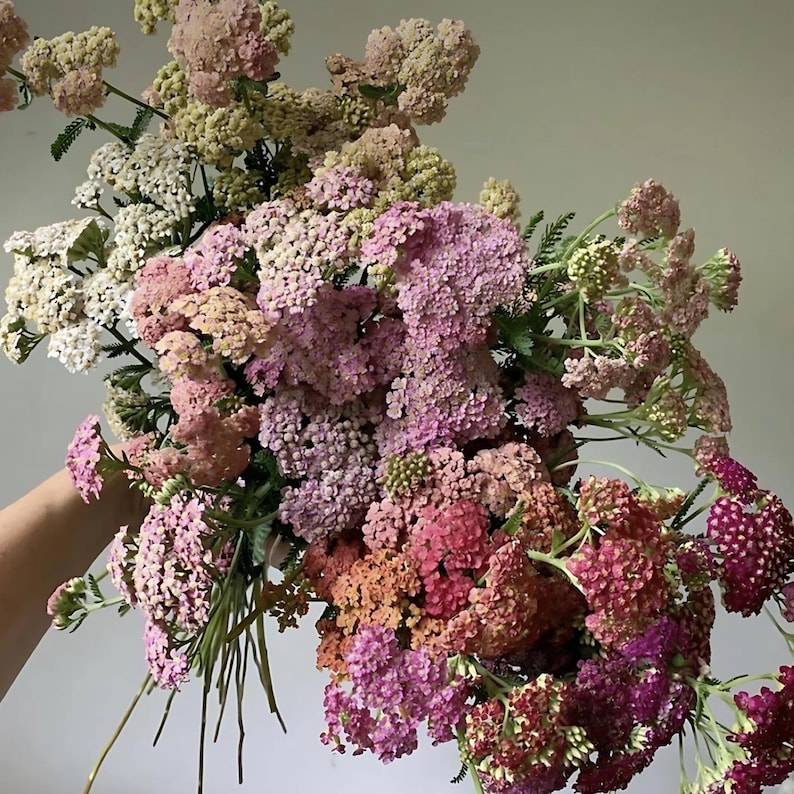 GoshenSeedCompany Yarrow Seeds