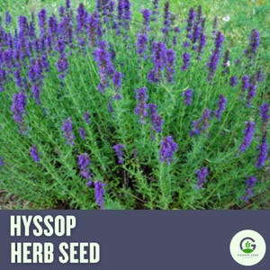 Hyssop Seeds – Aromatic, Heirloom Herb for Culinary, Medicinal, and Aromatic Use